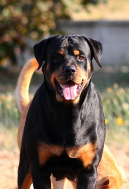 Photo de Siana, Rottweiler pure race