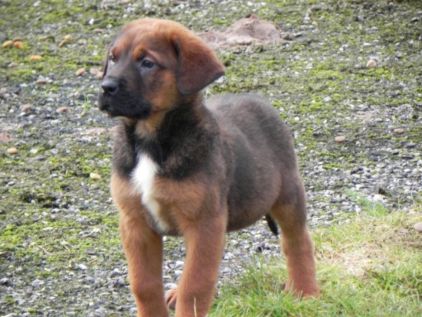 Photo d'Eliot, Saint-bernard crois� Beauceron