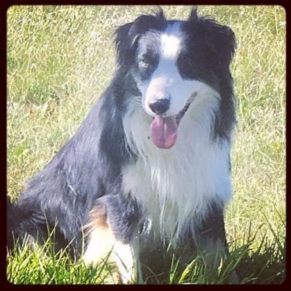 Photo de Jove, Border Collie pure race