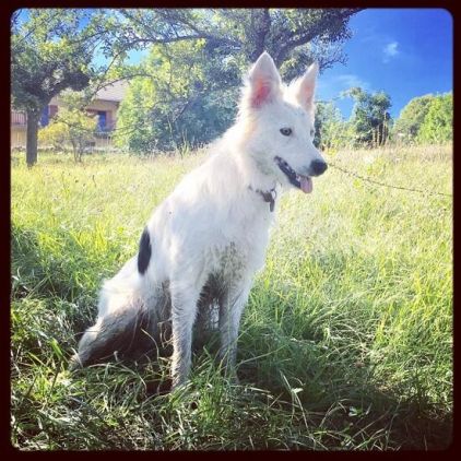 Photo de Lie, Border Collie pure race