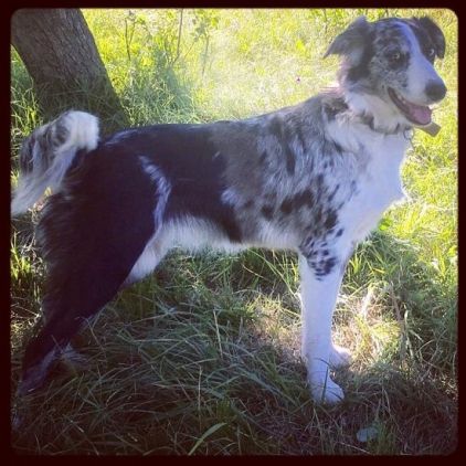 Photo de Lexie, Border Collie pure race
