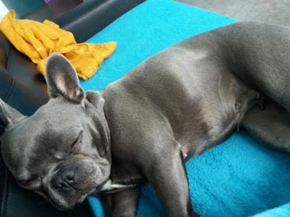 Photo de Lou, Bouledogue fran�ais pure race