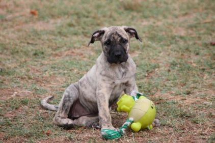 Photo de Hivee, Dogue des Canaries pure race