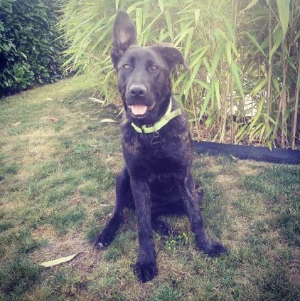 Photo de Makao, Cane Corso crois� Berger Allemand