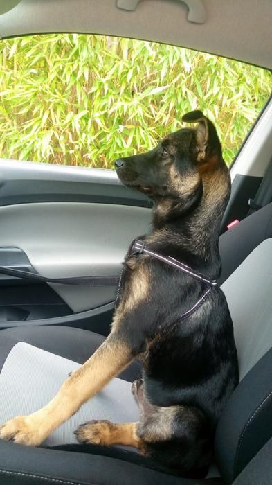 Photo de Coon, Berger Allemand crois�