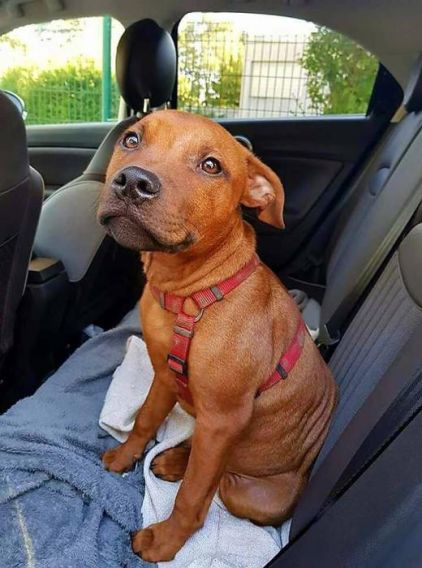 Photo de Nova, Staffordshire Bull Terrier pure race