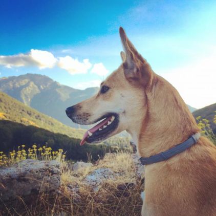 Photo de Tequila, Berger Belge Malinois crois� Husky