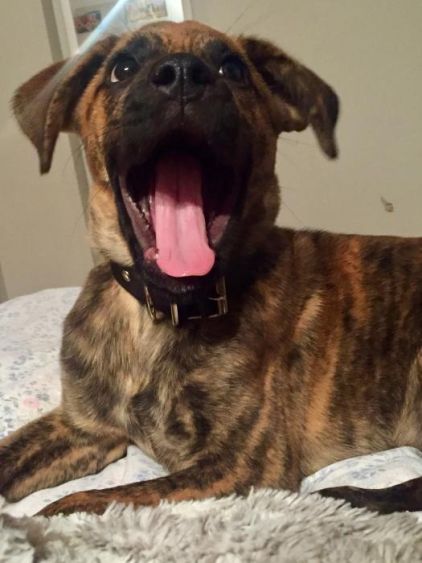 Photo d'Hoppy, Boxer crois� Berger Allemand