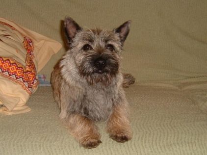 Photo de Douchka, Cairn terrier pure race