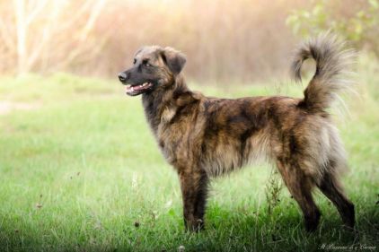 Photo de L-Ombra de Las Sesteriades, Cursinu pure race