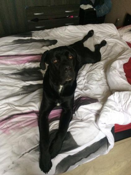 Photo de Lasko, Cane Corso pure race