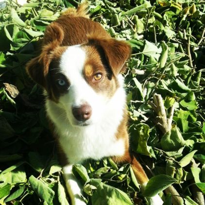 Photo de laya, Berger am�ricain miniature pure race