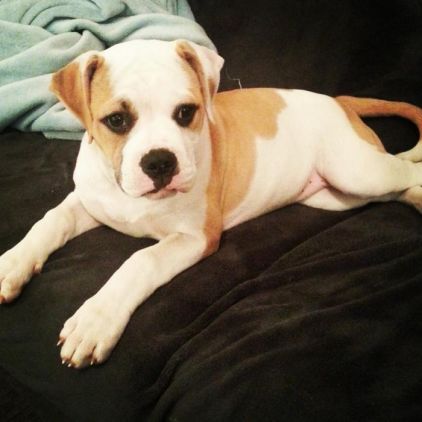 Photo de Niska , Bouledogue am�ricain pure race