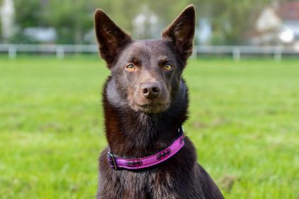 Photo de Jenna, Kelpie australien pure race