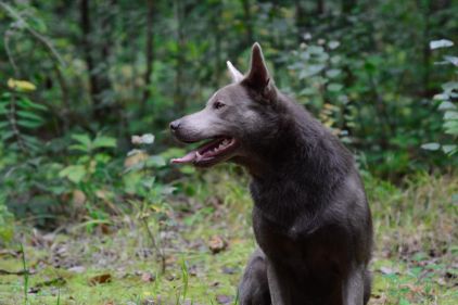 Photo de Jax, Kelpie australien pure race