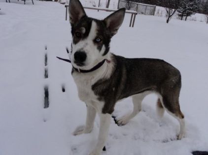 Photo de Kanji, corniaud Labrador Retriever Berger Allemand