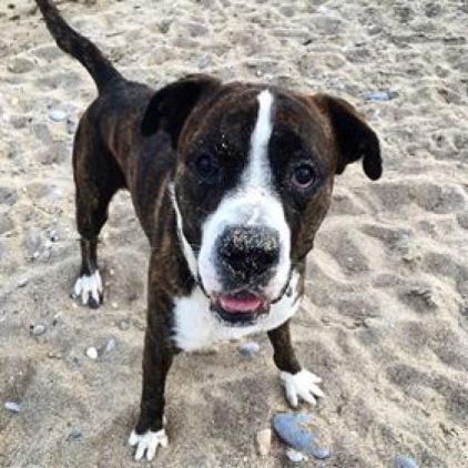 Photo de Balthazar, Boxer crois� berger des pyr�n�es