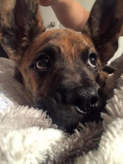 Photo d'Hoppy, Boxer crois� Berger Allemand