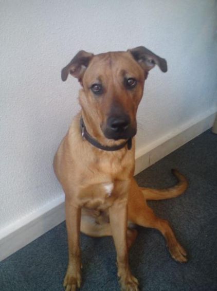 Photo de Mazar, Labrador Retriever crois� Beauceron