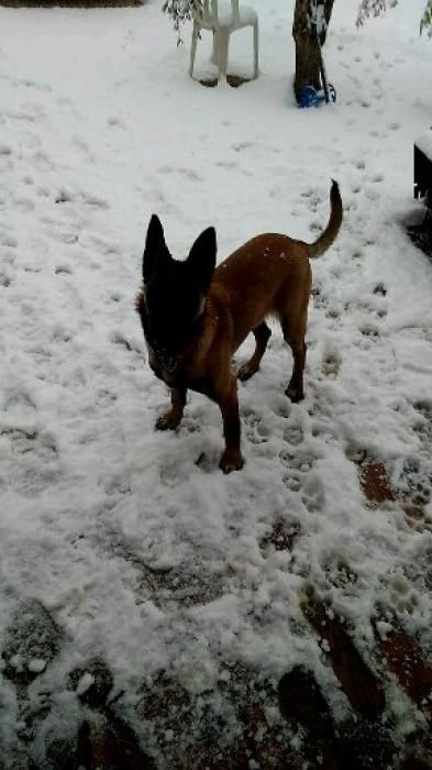 Photo de milka, Berger Belge Malinois pure race
