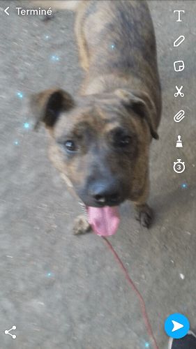 Photo de Lili, Berger Allemand crois� Pitbull