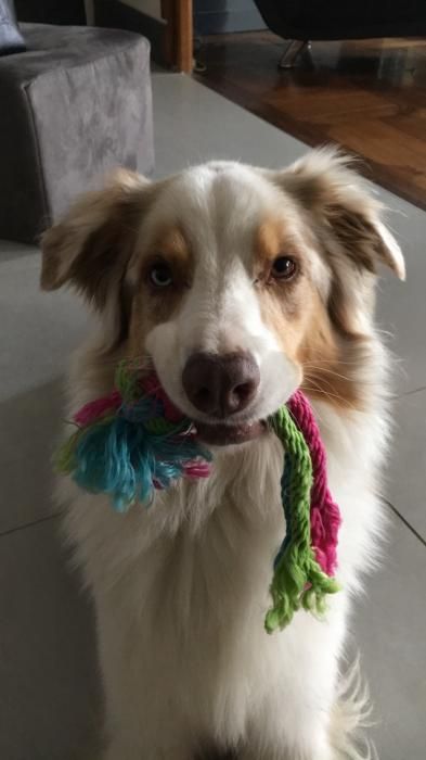 Photo de Gypsy, Berger australien pure race