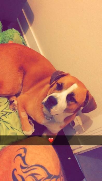 Photo de TIno, Boxer crois� Bouvier bernois