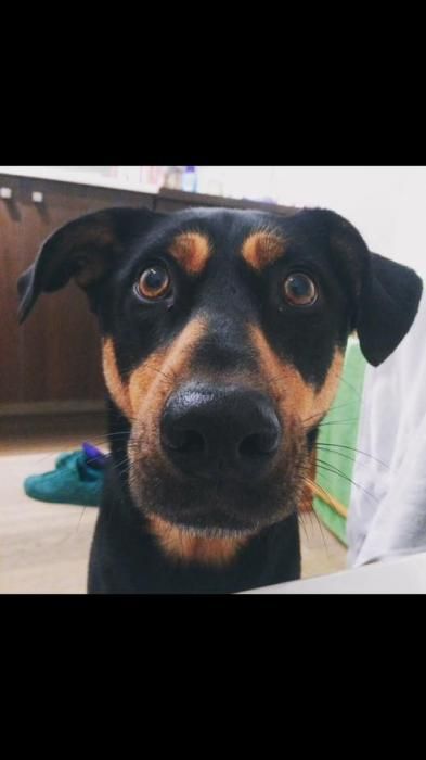 Photo d'Emac, Beauceron crois� Labrador Retriever