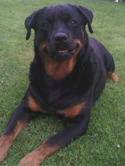Photo de Chelsea, Rottweiler pure race