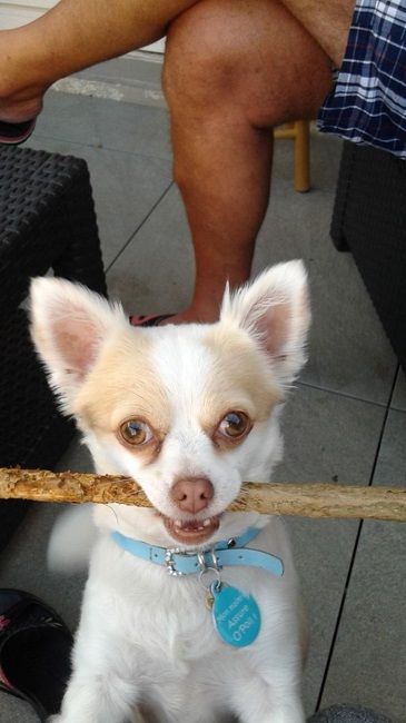 Photo de Izzy, Chihuahua pure race