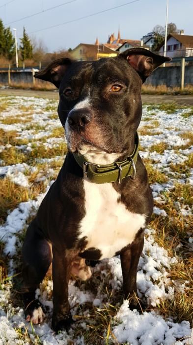 Photo de Alvin, Staffordshire Bull Terrier crois� Boxer
