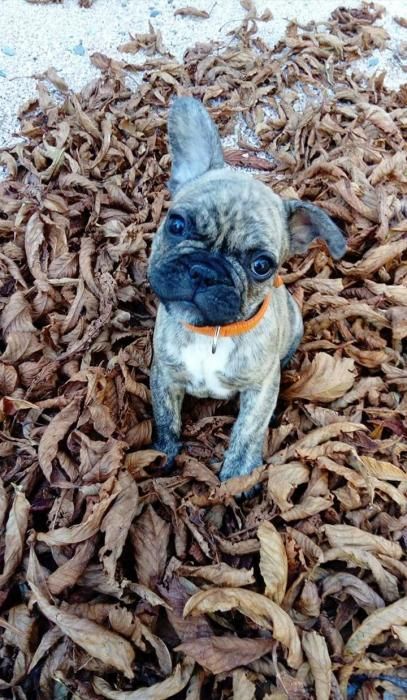Photo de Nola, Bouledogue fran�ais pure race