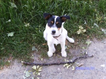 Photo de Roxie, Jack Russell terrier pure race