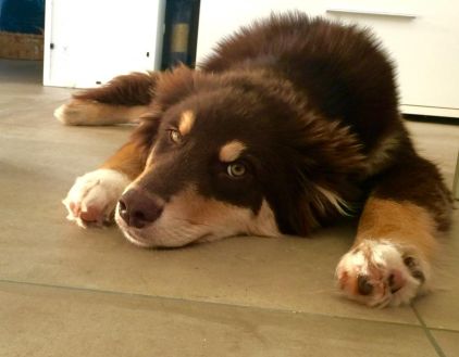 Photo de Shiva, Berger australien crois� Malamute de l'Alaska