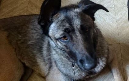 Photo de Gaillourdet, Berger Allemand crois� Berger Belge Malinois