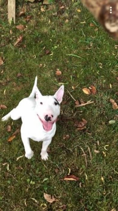 Photo de Mojito, Bull Terrier pure race
