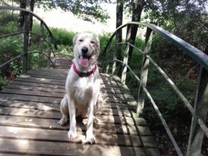 Photo de Loulou, Labrador Retriever crois� Montagne des Pyr�n�es
