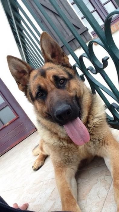 Photo de Cesur, Berger Allemand pure race