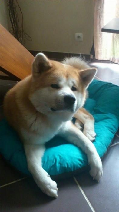 Photo de Hayko, Akita pure race