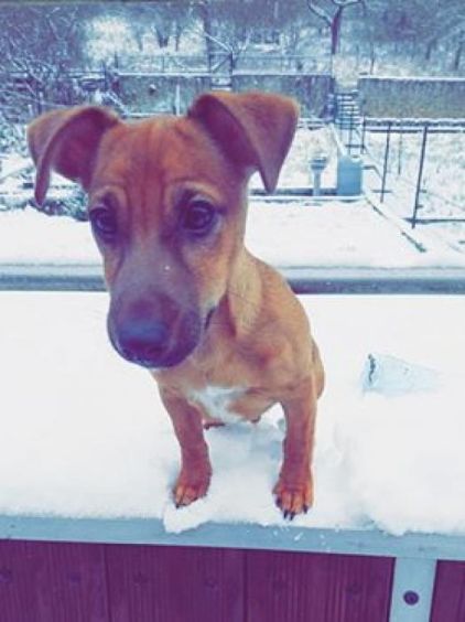Photo de Nino, Pinscher nain crois� Jack Russell terrier
