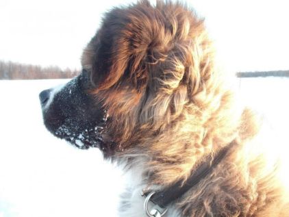 Photo de Kanuk, Saint-bernard crois� Malamute de l'Alaska