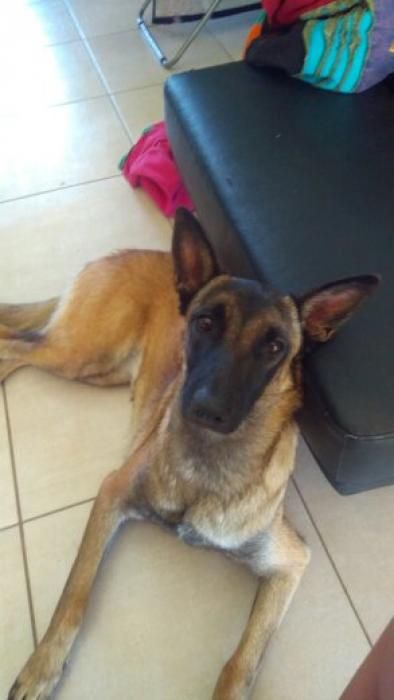 Photo de Milka, Berger Belge Malinois pure race
