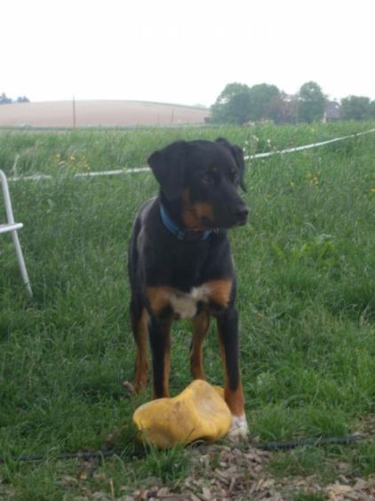 Photo de Lenny, Border Collie crois� Beauceron