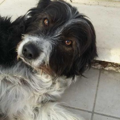 Photo de NEKITA, Border Collie crois� Epagneul breton