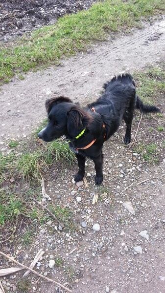 Photo de Nayka, Border Collie crois� Epagneul breton