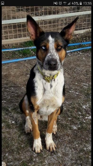 Photo de Osmose, Koolie australien crois�