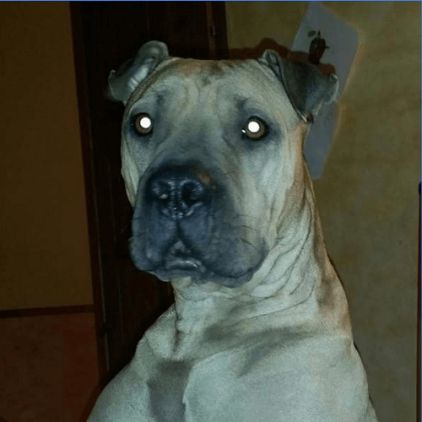 Photo de Harry, American Staffordshire terrier crois� Shar Pei