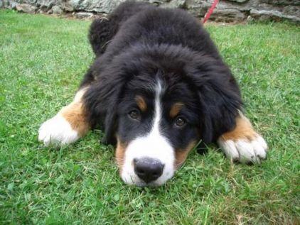 Photo de Dixie, Bouvier bernois pure race
