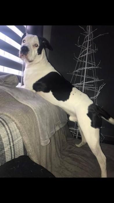 Photo de Capone, American Staffordshire terrier crois� Shar Pei