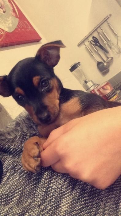 Photo de Naya, Pinscher nain crois�